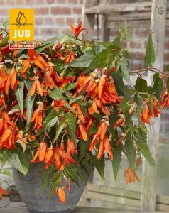 Begonia Boliviensis Santa Cruz visi161835(1)